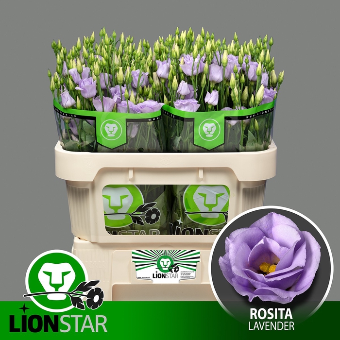 <h4>EUS G ROSI LAVENDER</h4>