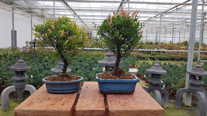 <h4>Syzygium buxifolium, 19 cm broom</h4>