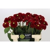 Dahlia Red Fox