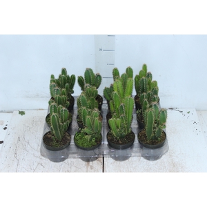 CACTUS ACANTHOCEREUS TETRAGONUS P09