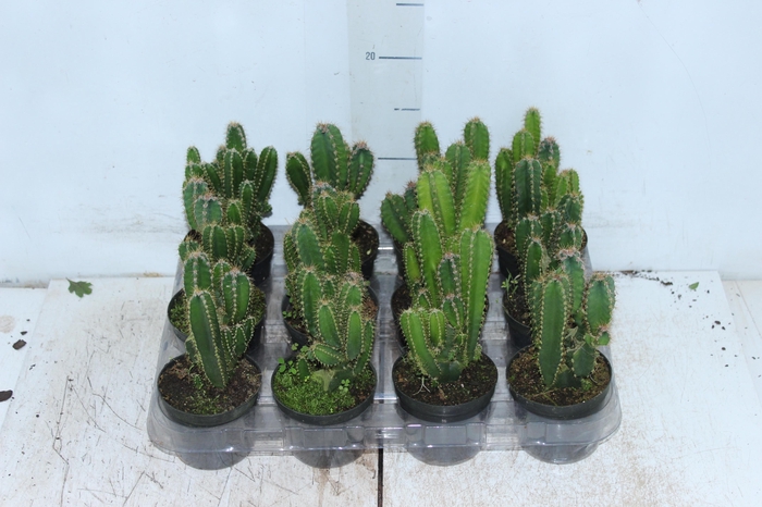 <h4>CACTUS ACANTHOCEREUS TETRAGONUS P09</h4>