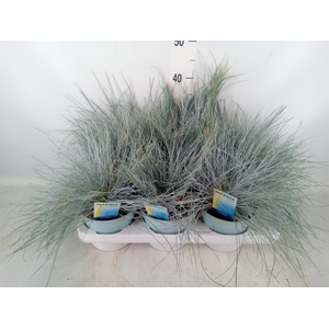 Festuca glauca 'Intens Blue'