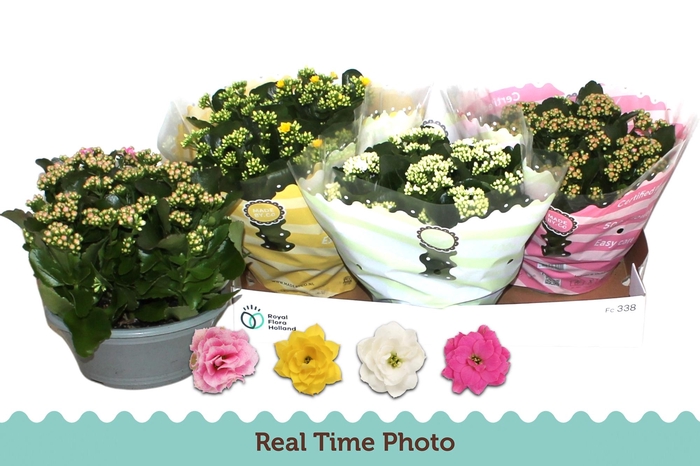 <h4>Kal Ge Gem 4 Kl</h4>