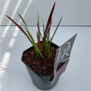 Graminées Imperata 'Red Baron'