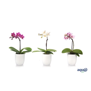 Hugo White Tiny Dolls Mix 1T7+ Aqu@