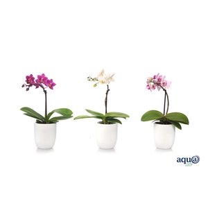 Hugo White Tiny Dolls Mix 1T7+ Aqu@