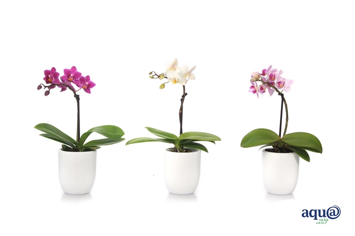 <h4>Hugo White Tiny Dolls Mix 1T7+ Aqu@</h4>