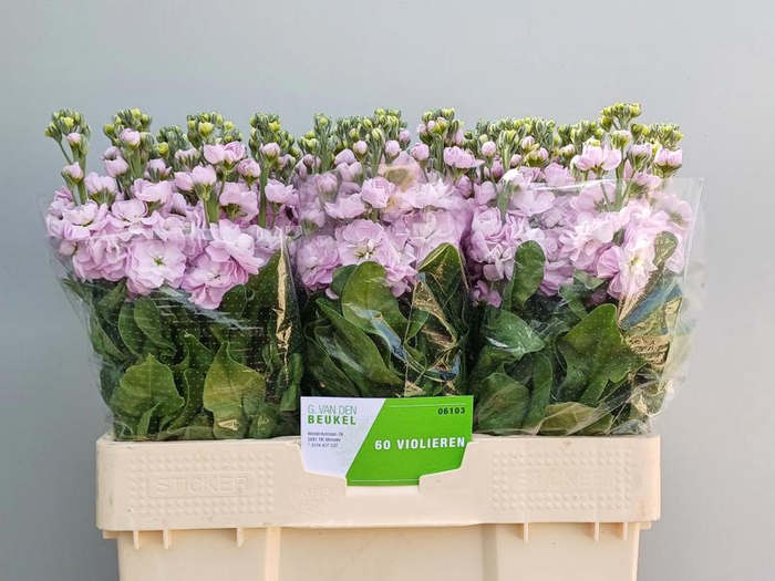 <h4>Matth Mathilda Pink G Van Den Beukel</h4>