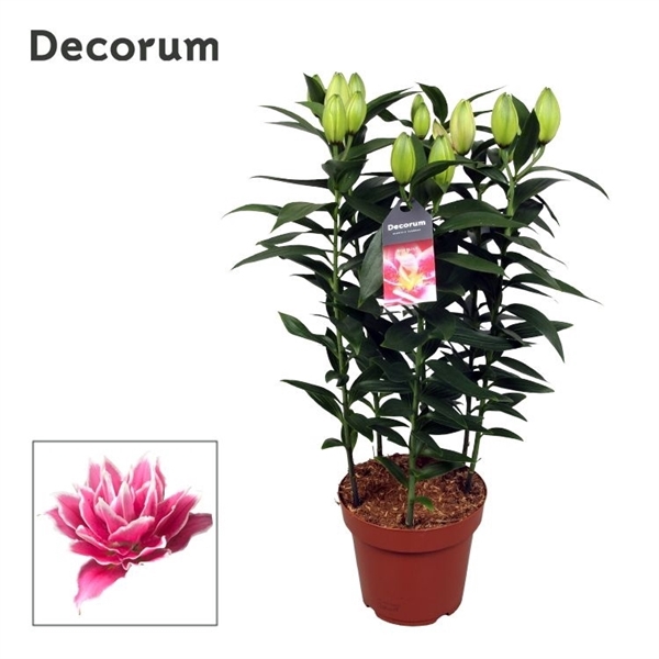 <h4>Roselily Samantha 19cm</h4>