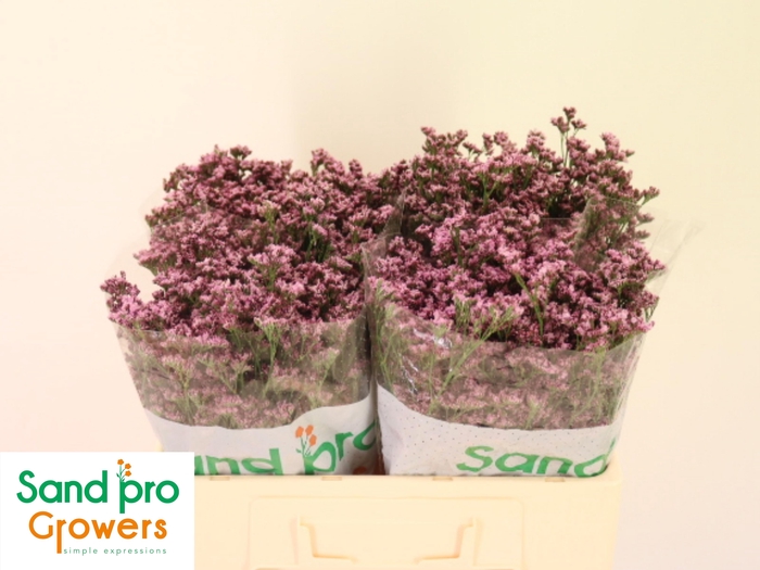 <h4>LIM SIN SILVERY PINK</h4>