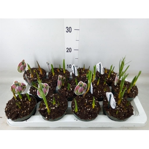 Fritillaria meleagris