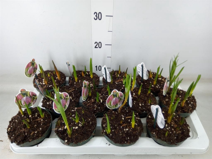 <h4>Fritillaria meleagris</h4>