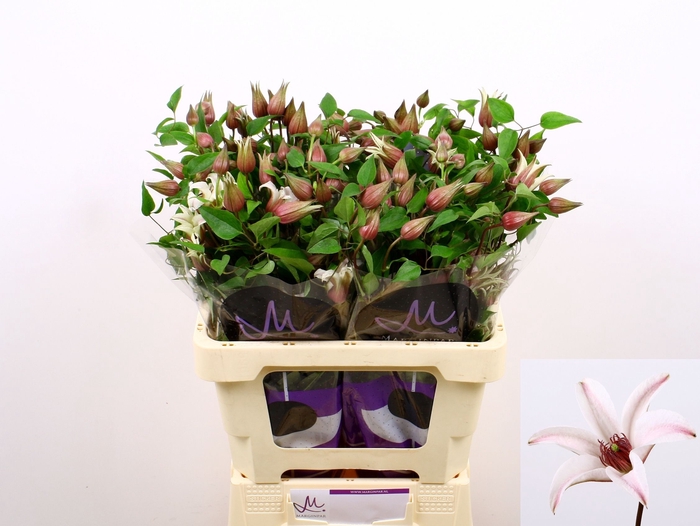 <h4>Clematis Amazing Sevilla Marginpar</h4>