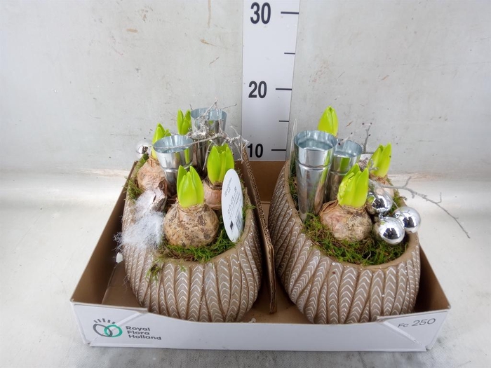 <h4>Arr. Hyacinthus L%</h4>