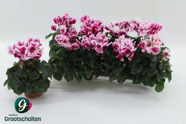 <h4>CYCL MD ABANICO</h4>