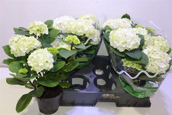 <h4>arr8 Hydr M Merlin</h4>