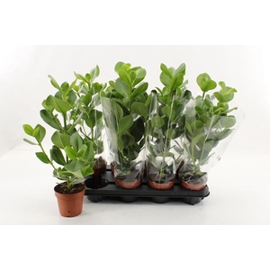 Clusia rosea Princess 12Ø 45cm 1pp