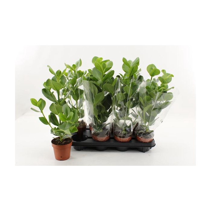 <h4>Clusia rosea Princess 12Ø 45cm 1pp</h4>