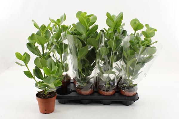 Clusia rosea Princess 12Ø 45cm 1pp