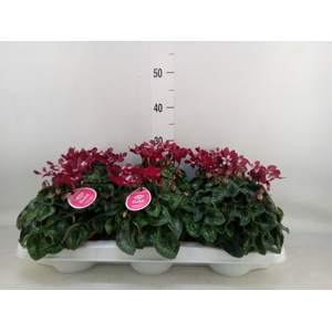 Cyclamen KL 'Djix'