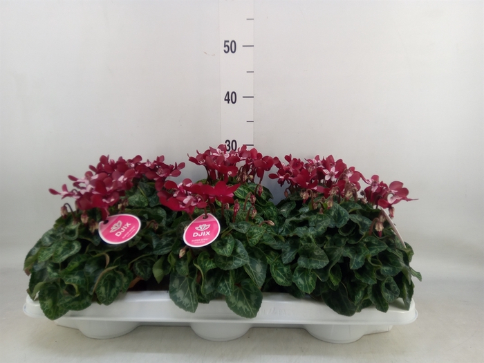 <h4>Cyclamen KL 'Djix'</h4>