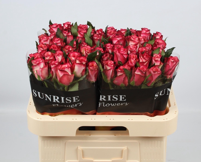 <h4>R GR SPARK CONDOR</h4>