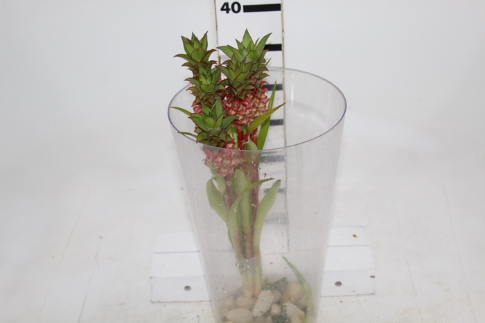 <h4>ANANAS BRS ANAUE</h4>