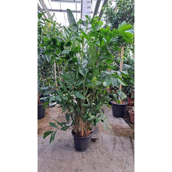 <h4>Caryota Mitis bush 240</h4>