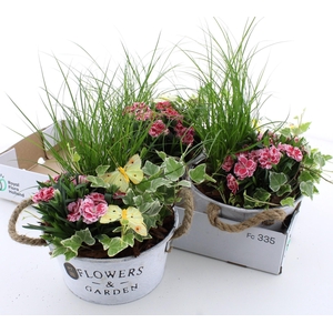 ARR TUINPLANTEN