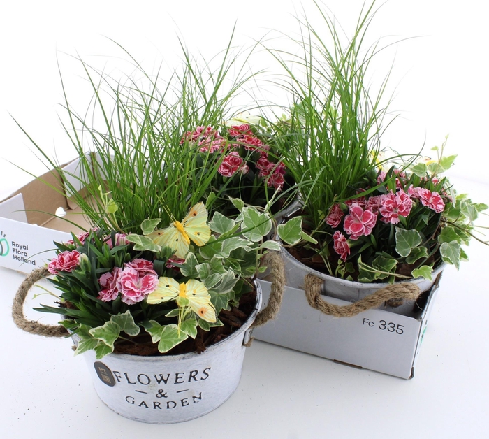 <h4>ARR TUINPLANTEN</h4>
