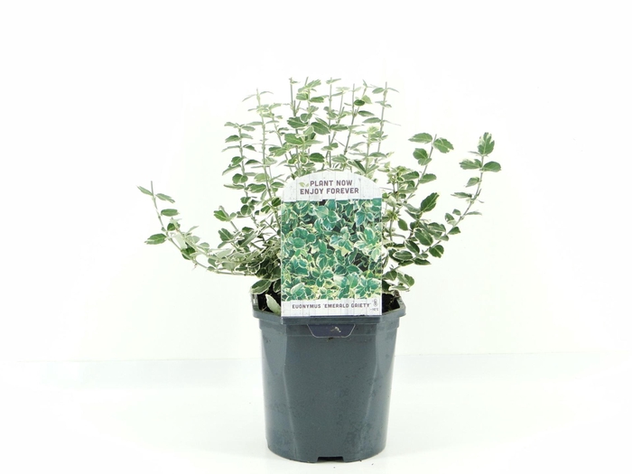 <h4>Euonymus fortunei Emerald Gaiety</h4>