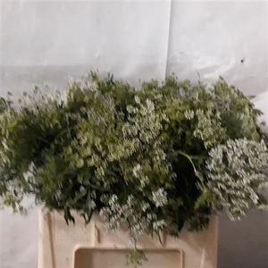 AMMI MAJUS GRACELAND