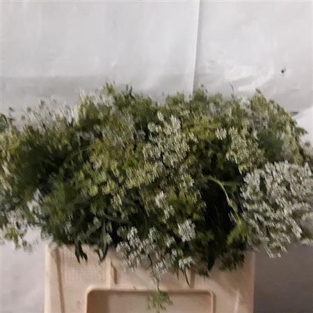 AMMI MAJUS GRACELAND