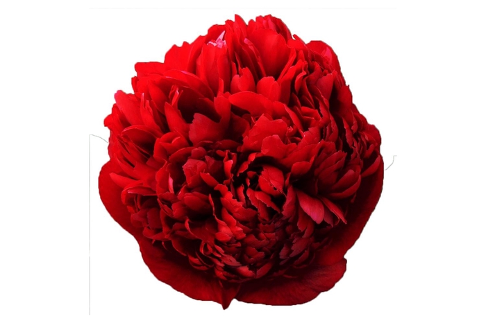 Paeonia Christmas Velvet