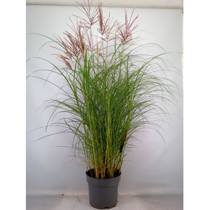 Miscanthus sin. 'Red Chief'
