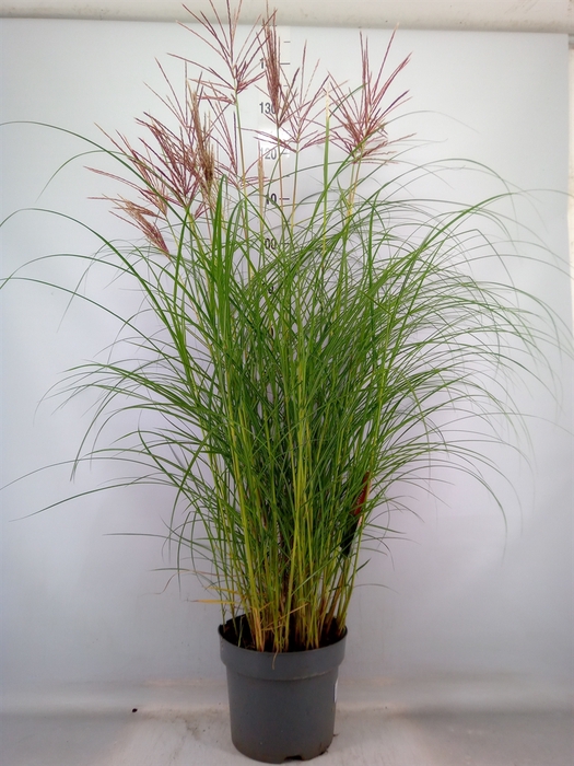 <h4>Miscanthus sin. 'Red Chief'</h4>