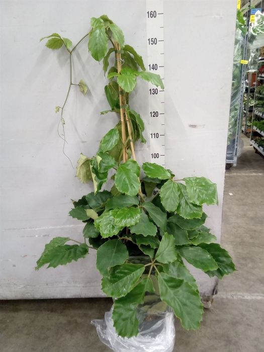 <h4>Tetrastigma voinierianum</h4>