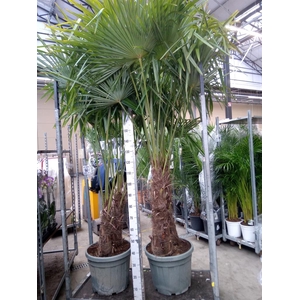 Trachycarpus fortunei