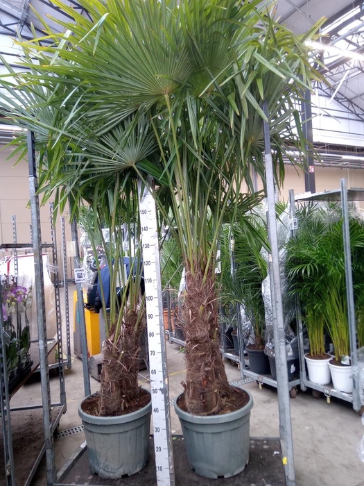<h4>Trachycarpus fortunei</h4>