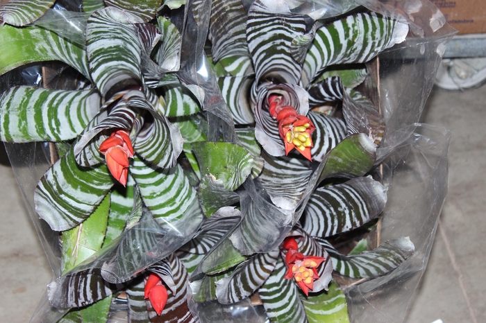 <h4>AECHMEA CHANTINI BLACK P17</h4>