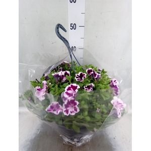 Petunia  'Surfinia'   ...