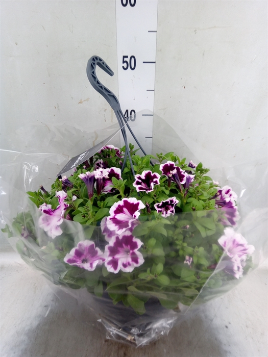 <h4>Petunia  'Surfinia'   ...</h4>
