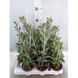 Senecio crassissimus