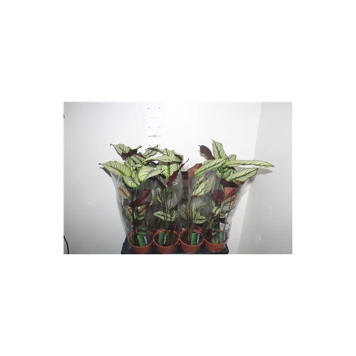 <h4>Calat Ma Whitestar</h4>