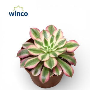 Aeonium Pink Witch
