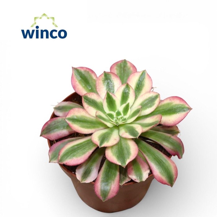 <h4>Aeonium Pink Witch</h4>