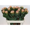 Protea Grandicolor