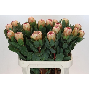 Protea Grandicolor