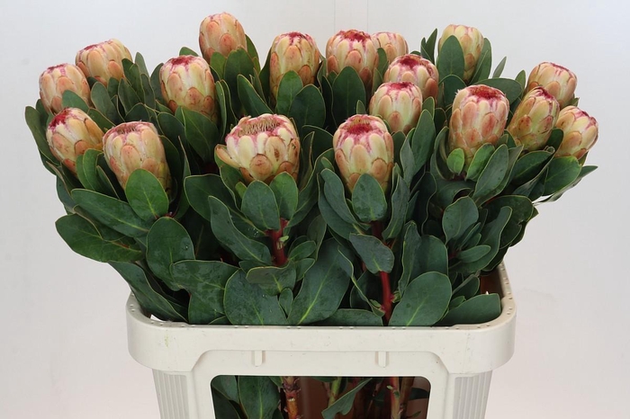 <h4>Protea Grandicolor</h4>