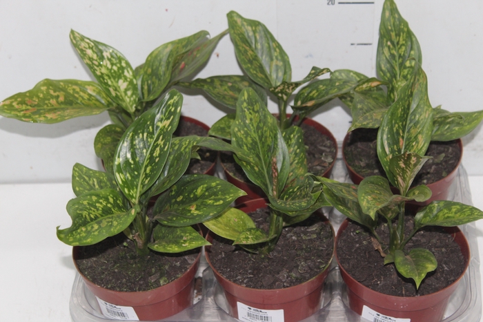 <h4>AGLAONEMA RED EMERALD P12</h4>